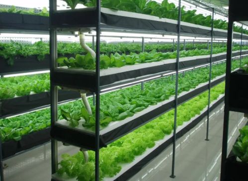 未来农业科技三个突破点 植物工厂 智慧农业 功能食品